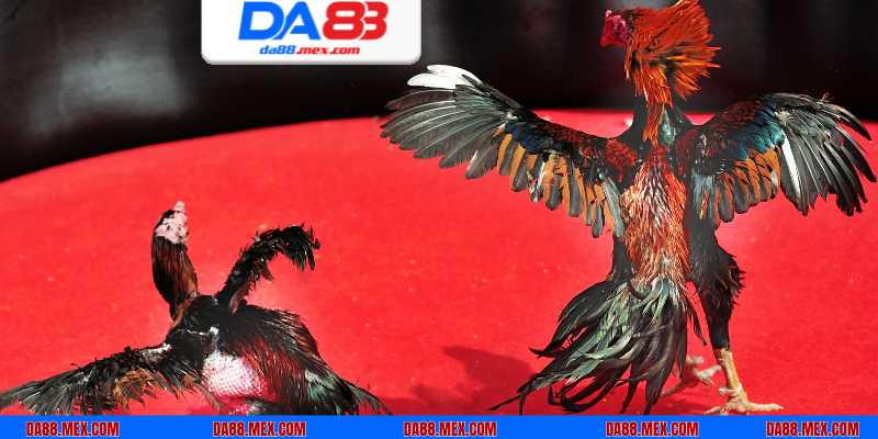 Chuyên mục đá gà DA88 siêu hấp dẫn với lượng thành viên đông đảo