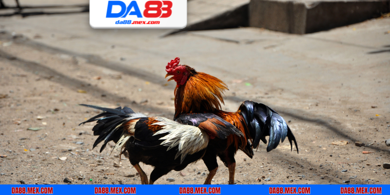 Khách hàng phải chịu trách nhiệm với các hoạt động cá cược đá gà DA88 của mình