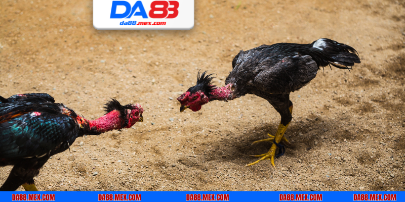 Thỏa mãn các điều kiện thì khách hàng mới được tham gia chơi tại DA88