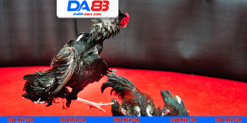 Trải nghiệm cá độ chọi kê siêu đa dạng tại website của DA88